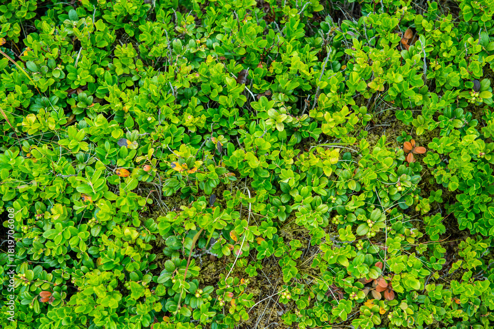 Obraz premium Mountains and valley covered with blueberry bushes. Summer in Carpathians, Ukraine