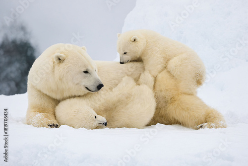 polar bear in the snow