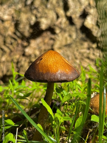 Close-up of a wild mushroom with a rich brown cap growing among fresh green grass at the base of a tree, captured in natural sunlight in a woodland setting.
