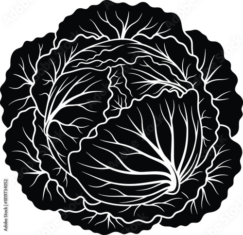 Cabbage vector illustration black and white healthy food ingredient art eps silhouette