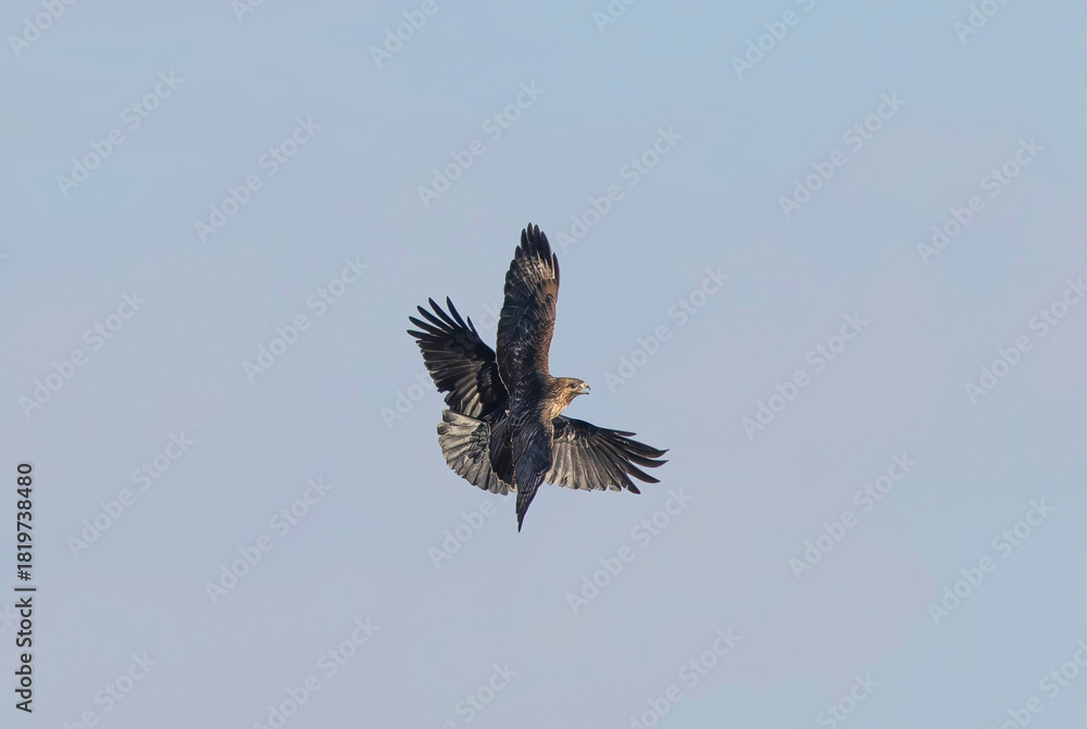 Obraz premium カラスにモビングされるトンビ