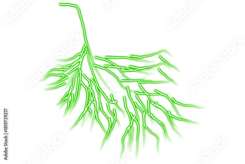 Bright green bioluminescent fungal hyphae branching against black background