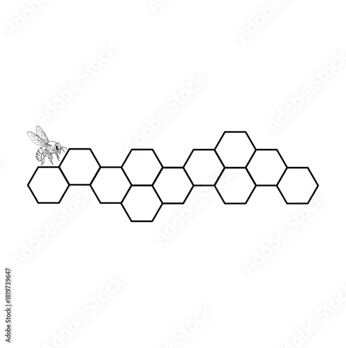 Honeybee and honeycomb