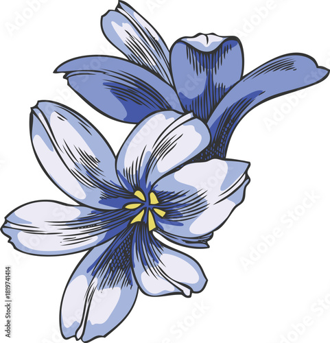 Hyacinth flowers bunch sketch vector icon, hand drawn spring blue buds blossom plant, blooming herb, botanical design