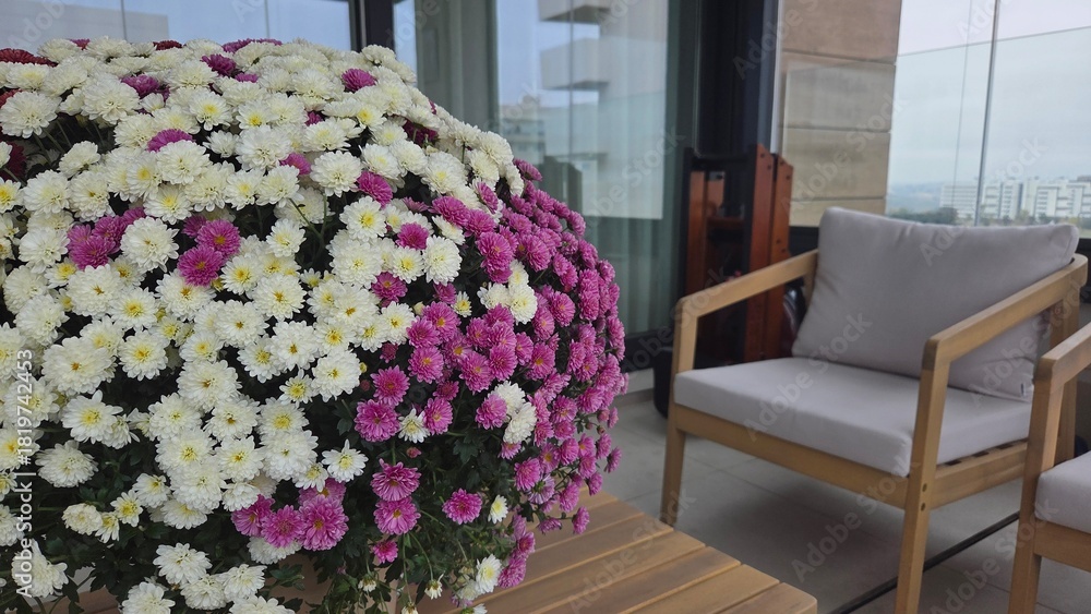 Obraz premium Colorful chrysanthemums on a modern balcony for relaxed outdoor living