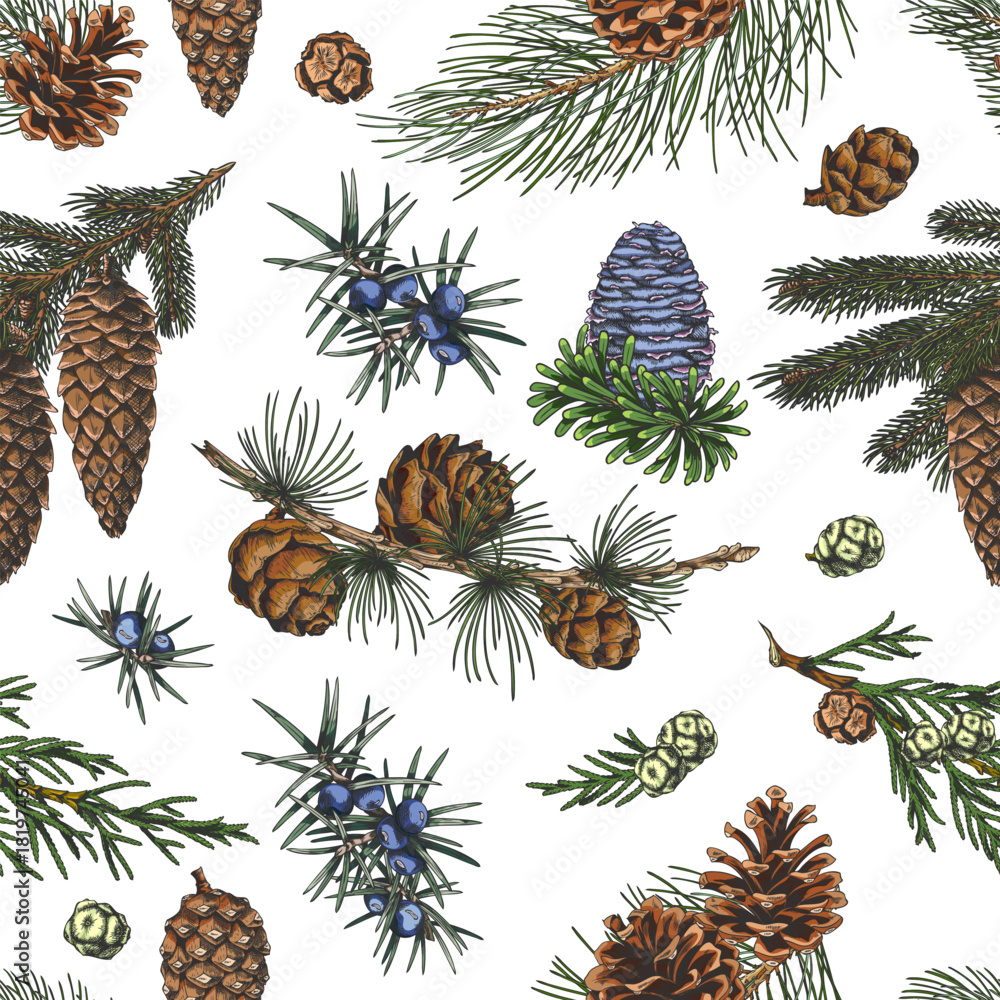 Fototapeta premium Conifer trees branches with cones collection hand drawn vector seamless pattern, pine, Cypress, fir, Juniper sketch