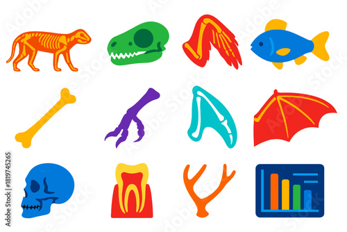 Comparative Anatomy Icons. Flat vector icons of Comparative Anatomy: mammal skeleton, reptile skull, bird wing, fish fins,