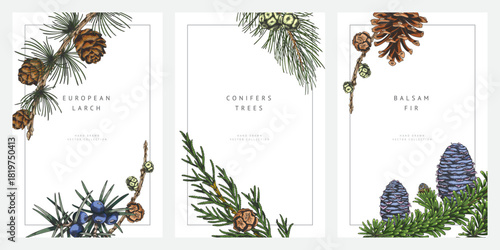 Conifer trees branches with cones hand drawn frame design vector set, Balsam fir, European Larch, Juniper, pine sketch