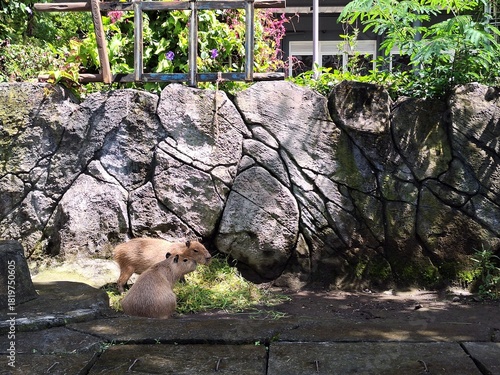Two capybaras resting near rocky wally