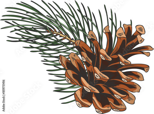 Scots pine twig with cone hand drawn vector, conifer fir tree botanical sketch, woody forest scent, Xmas decoration