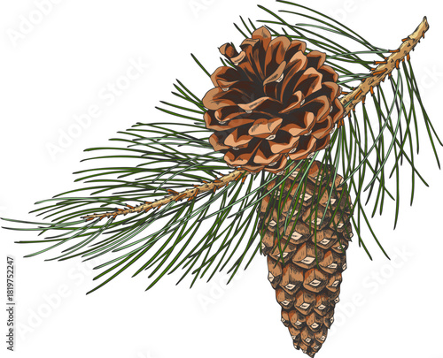 Scots pine branch with cones hand drawn vector, conifer fir tree botanical sketch, woody forest scent, Xmas decoration