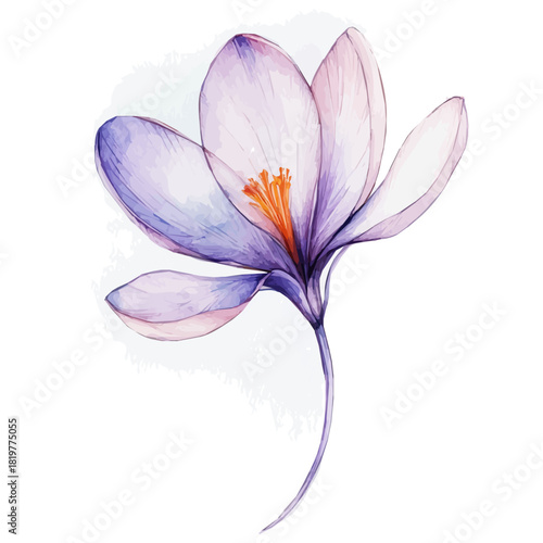 Flower_Watercolor_style_painting_of_a_saffron_crocus_flower_Simple Hand-painted watercolor style, vectorized, painting style, vector set available in EPS