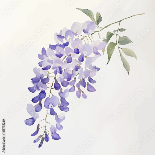 Watercolor_style_painting_of_a_wisteria_flower_Hand-painted style, vectorized, vector set available in EPS, flower set