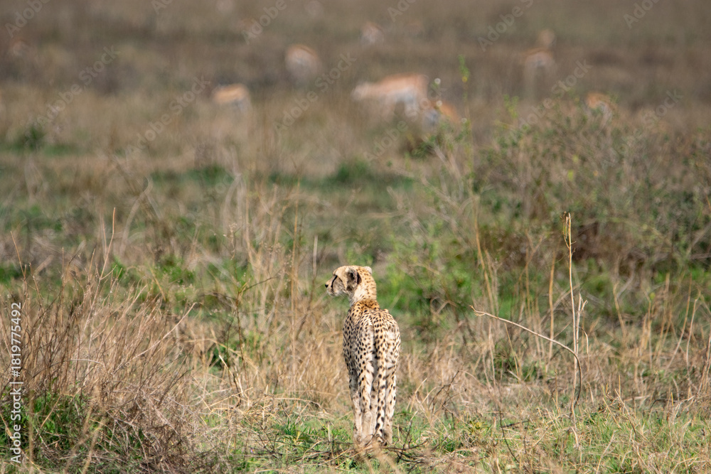 Fototapeta premium Cheetah walking through grassland in natural habitat 