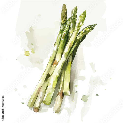 fresh_asparagus_on_a_white_Hand-painted watercolor style, vector set available in EPS, vectorized