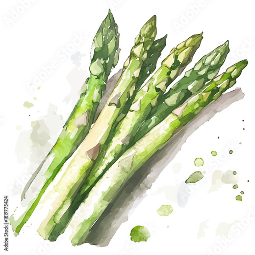 fresh_asparagus_on_a_white_Hand-painted watercolor style, vector set available in EPS, vectorized