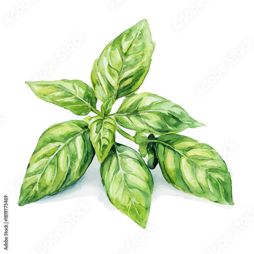 fresh_basil_leaves_on_a_white_Hand-painted watercolor style, vector set available in EPS, vectorized design