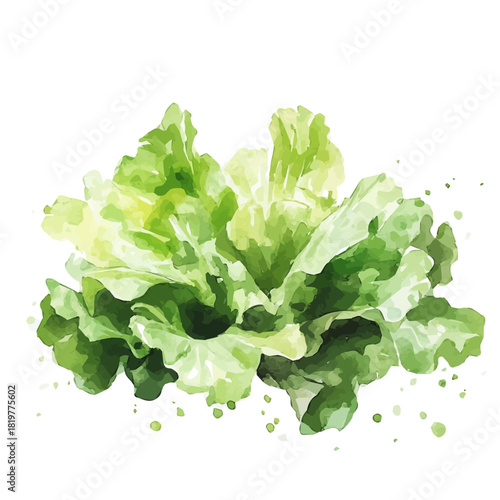 A_painting_of_fresh_lettuce_on_a_white_Hand-painted watercolor style, vector set available in EPS, vectorized, vegetables set