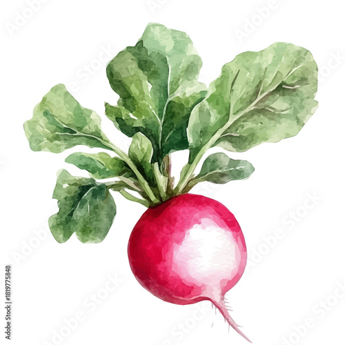 Beautiful radish painting design set
Hand-painted style, vectorized, vector set available in EPS, Simple Hand-painted watercolor style, radish