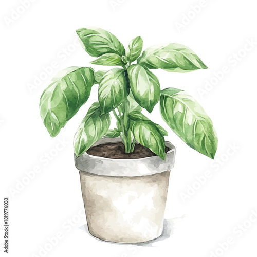 Beautiful basil in vase painting design set Hand-painted style, vectorized, vector set available in EPS, Simple Hand-painted watercolor style
