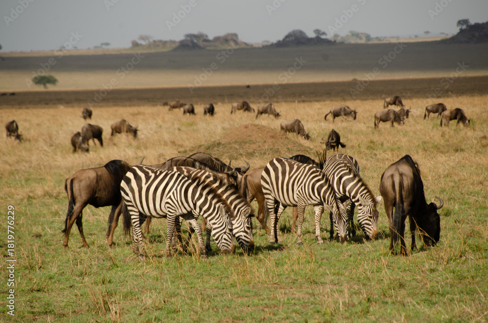 Obraz premium Group of zebras and wildebeests grazing together