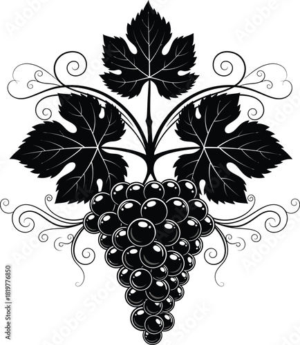 Black and white grape vine vector illustration for wine label design eps silhouette