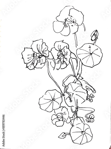 blooming nasturtium, graphic monochrome drawing on white background