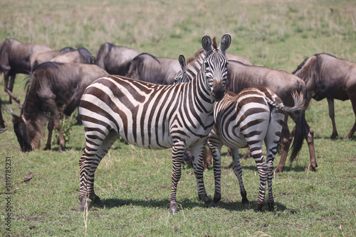 Photography Close-up of plains zebras standing in a grassy field