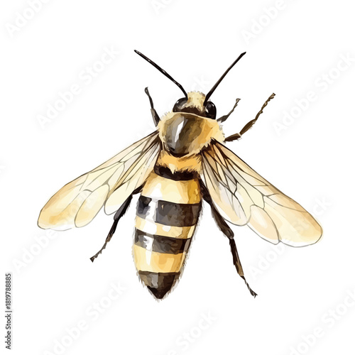 Big bee painting design set Hand-painted style, vectorized, vector set available in EPS, Simple Hand-painted watercolor style