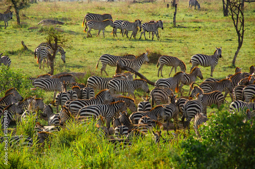 Large herd of zebras grazing in the lush African landscape