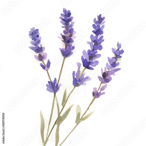 Violet lavender painting design set, Hand-painted style, vectorized, vector set available in EPS, Simple Hand-painted watercolor style
