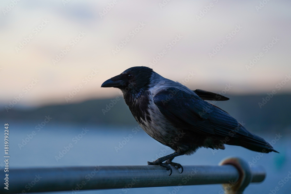 Obraz premium A hooded crow on a railing