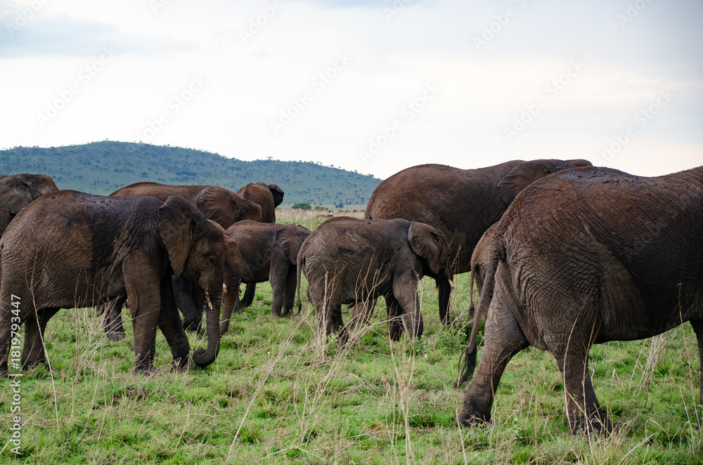 Fototapeta premium Elephant herd grazing in the green African landscape