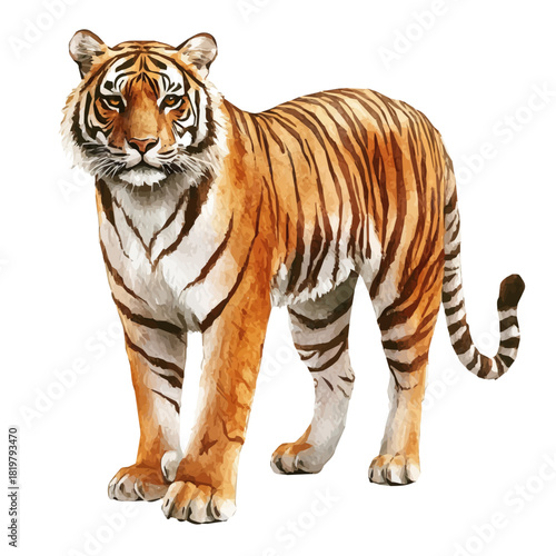 Beautiful tiger painting design set Hand-painted style, vectorized, vector set available in EPS, Simple Hand-painted watercolor style ser