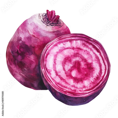 Beautiful sliced beet painting design set Hand-painted style, vectorized, vector set available in EPS, Simple Hand-painted watercolor style