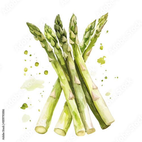 Green sliced asparagus painting design set Hand-painted style, vectorized, vector set available in EPS, Simple Hand-painted watercolor style