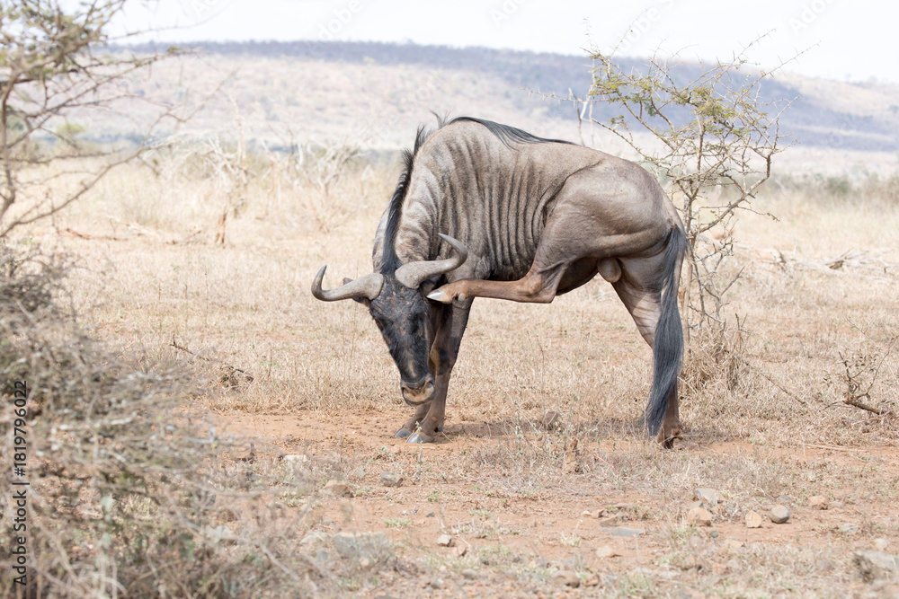 Fototapeta premium A photo of blue wildebeest