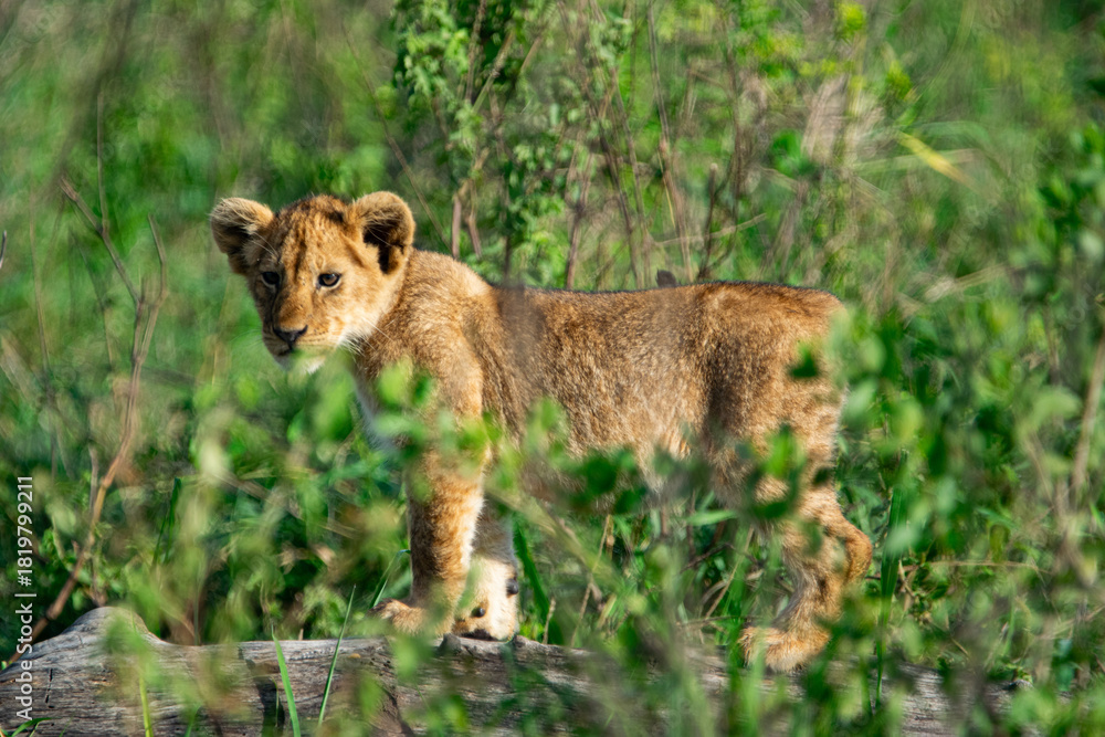 Fototapeta premium lion cub in the grass overlooking savannah