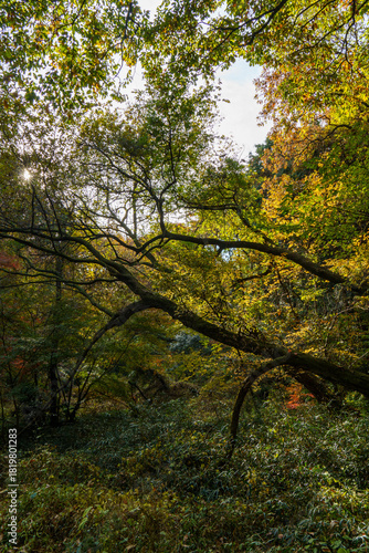 日差しを浴びて黄色く色づく木々