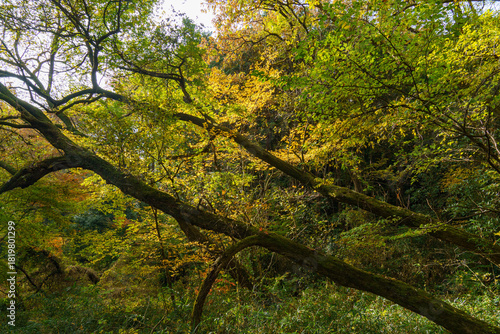 日差しを浴びて黄色く色づく木々