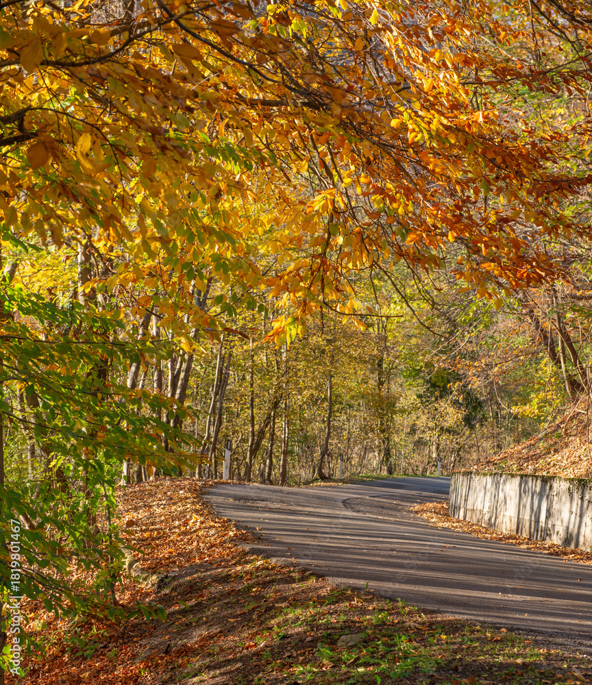 Naklejka premium Road in the woods with autumn colors