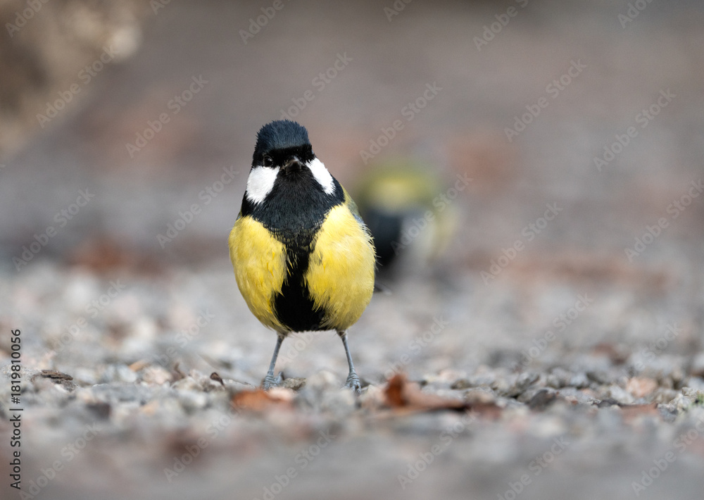 Fototapeta premium Urban wildlife, a great tit (Parus major) standing on gravel in a city park in Stockholm