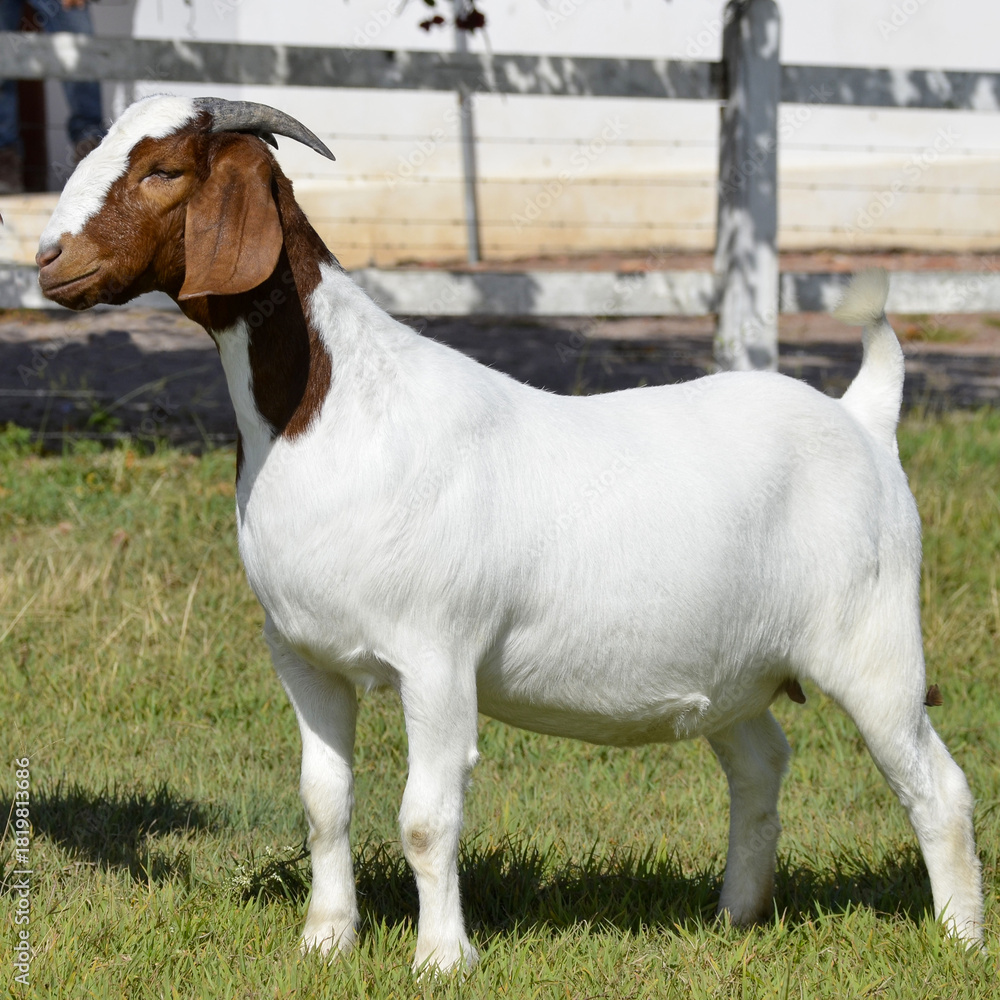 Obraz premium Beautiful female Boer goat on the farm. The Boer breed is a goat originating from South Africa, recognized for its high meat production, precocity, hardiness, and excellent muscle conformation.