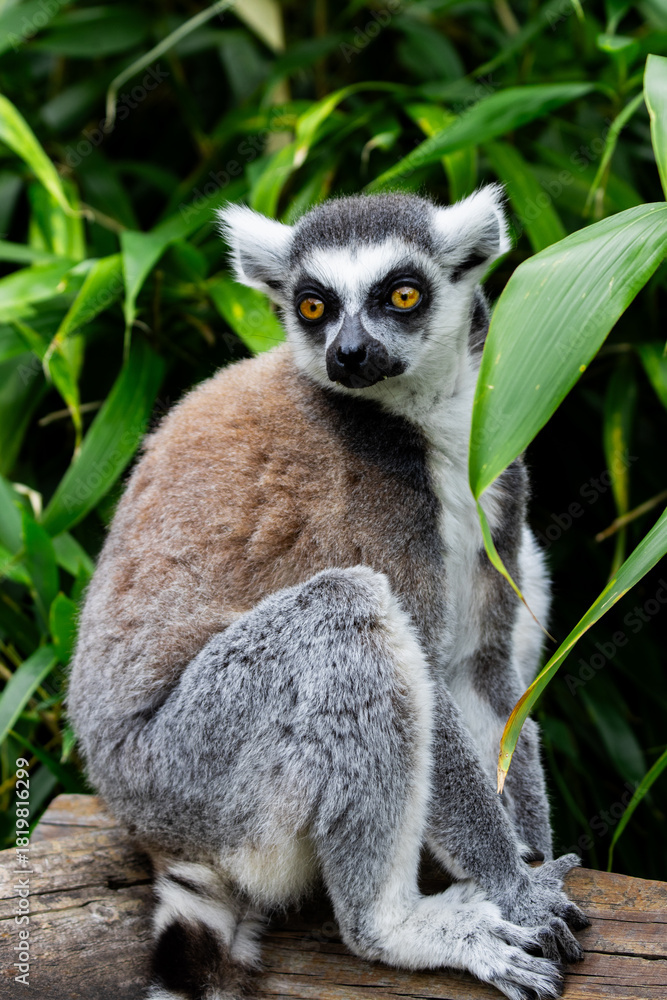 Obraz premium Ring-Tailed Lemur Sitting on Log in Green Foliage
