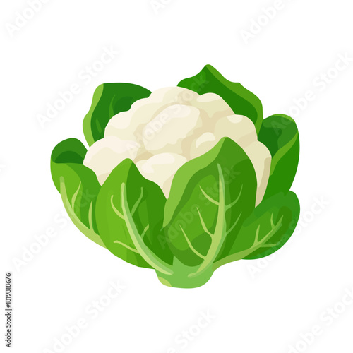 Attractive Minimalist illustration, A clipart flat 2D icon, simple illustration with EPS format design of a cauliflower isolated on white and transparent background