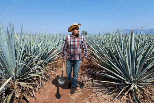 Landscape of agave plants to produce tequila