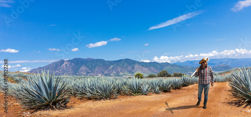 Landscape of agave plants to produce tequila