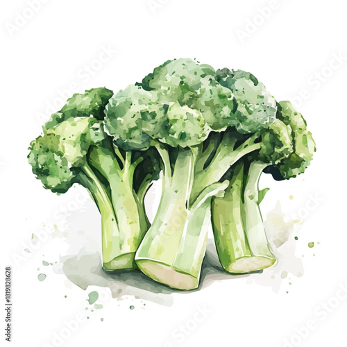 Beautiful sliced broccoli painting design set Hand-painted style, vectorized, vector set available in EPS, Simple Hand-painted watercolor style