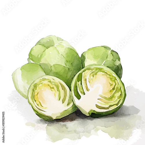 Beautiful sliced brussels sprouts painting design set Hand-painted style, vectorized, vector set available in EPS, Simple Hand-painted watercolor style