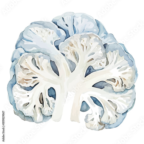 Watercolor_style_painting_of_a_sliced_cauliflower_on_a_white_Hand-painted style, vectorized, vector set available in EPS